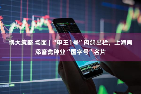 博大策略 场面 | “申王1号”肉鸽出栏，上海再添畜禽种业“国字号”名片